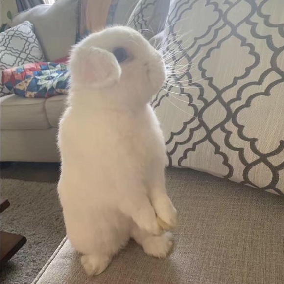 Meet your Posher, Peony - Picture 1 of 1